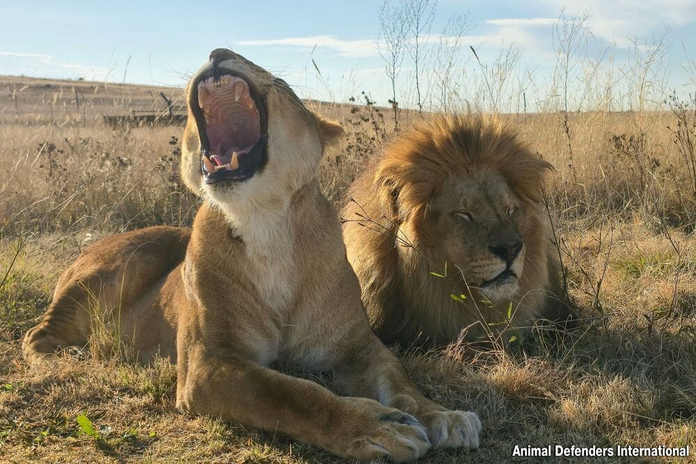 photos-and-videos-of-rescued-ci-1